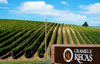 Cramele Recas  Teaser