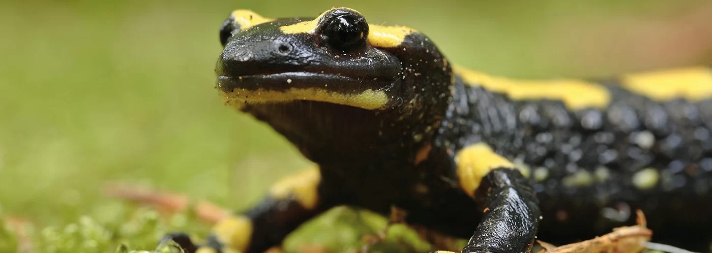Header Aco Pro Tunnel Salamandra